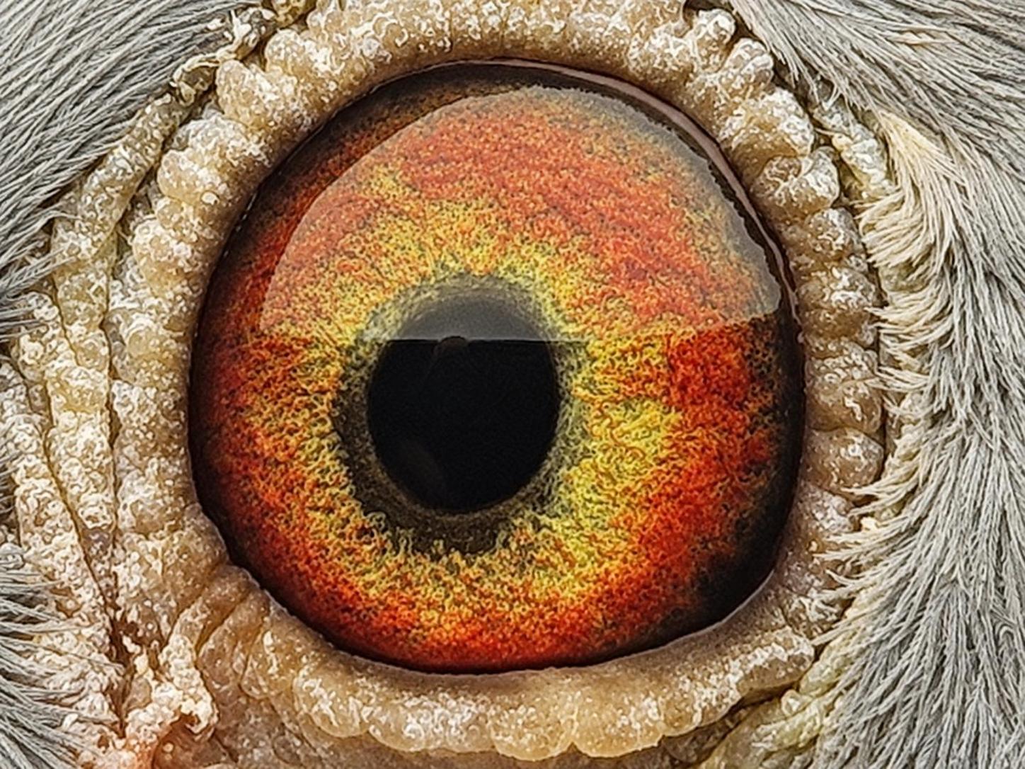 Pigeon eye